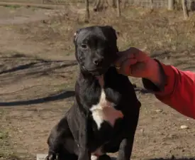 Dailos Slingblade - Staffordshire Bull Terrier Puppy for sale