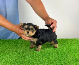 Alpur - Yorkshire Terrier Puppy for sale