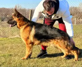 Argo Vom Wojwodina Hof  - Ciobanesc german Cățeluș de vânzare