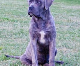 Romyna - Cane Corso eladó kiskutya