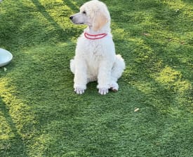 Piros - Babett  - Poodle Standard Puppy for sale