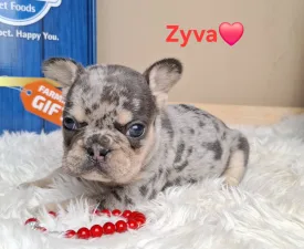 Zyva - Francia bulldog eladó kiskutya