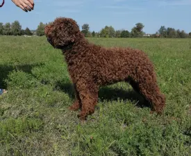 Forthy - Chien d'eau romagnol Chiot à vendre