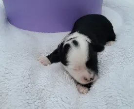 King - Tibet Terrier Angebotener Welpe
