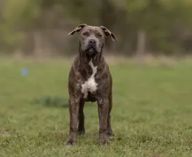 Warriors Of The Lankas Hippy Haze - American Staffordshire Terrier Puppy for sale