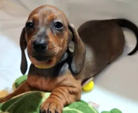 Miss Yellow - Jezevčík Štěně na prodej