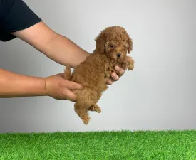Remy - Poodle Toy Puppy for sale