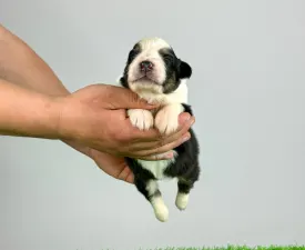 Jessy - Australian Shepherd Puppy for sale