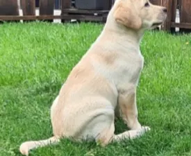 Bob - Labrador Retriever eladó kiskutya