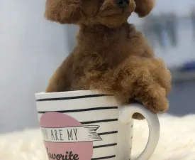 T-Rex(teacup) - Caniche Toy Chiot à vendre