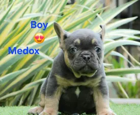 Medox - Bulldog francese Cucciolo in vendita