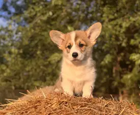 Cornelius - Pembroke Welsh Corgi eladó kiskutya