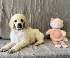 White Boy - Poodle Standard Puppy for sale