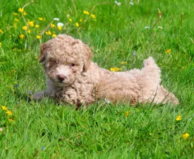 Glory - Poodle Toy Puppy for sale