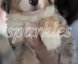 Arctic Sky Of Sparkles Of Joy - Миниатюрная американская овчарка Щенок на продажу