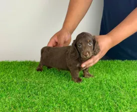 Milo - Teckel Chiot à vendre