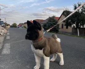 Holly Of Tad Bears - American Akita Angebotener Welpe
