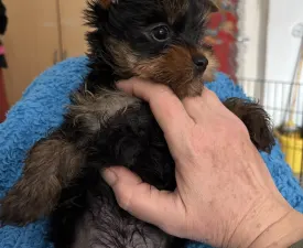 Benett - Yorkshire Terrier eladó kiskutya