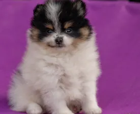 Maddie - German Pomeranian Spitz Puppy for sale