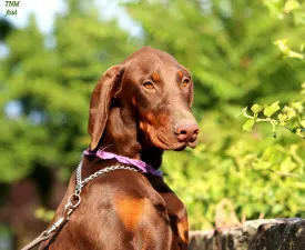Liliom Male - Dobermann eladó kiskutya