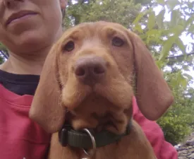 Dió - Hungarian Wire-haired Vizsla Puppy for sale