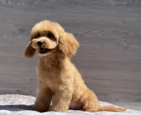 Nándor - Cavapoo eladó kiskutya