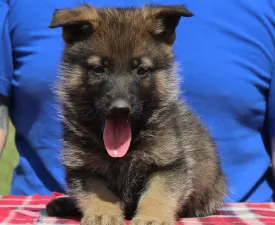 Touma - German Shepherd Dog Puppy for sale