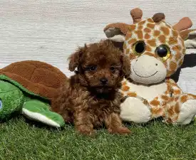 Gloria  - Toy uszkár eladó kiskutya