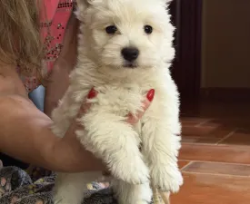 Bosco - West highland white terrier Szczenię na sprzedaż