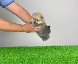 Chan - Pomeranian eladó kiskutya