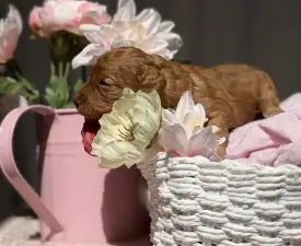 Macaron - Közép uszkár eladó kiskutya