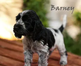 Barney - English Cocker Spaniel Puppy for sale