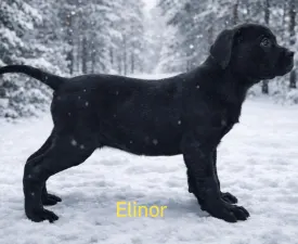 Forza Di Diavolo Elinor - Cane Corso eladó kiskutya