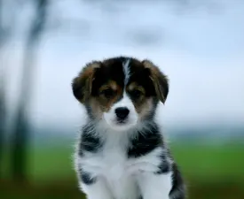 Athena The Wise From Farm Of Happy Dogs - Welsh corgi pembroke Szczenię na sprzedaż