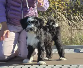 Josephine  - Tibetan Terrier Puppy for sale