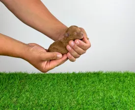 Vioska - Pudla - patuljasta Štenci na prodaju