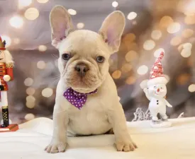 Odin  - Bouledogue français Chiot à vendre