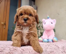 Cuki - Cavapoo Puppy for sale