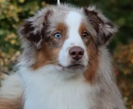 Enheart Bronze Riddle - Миниатюрная американская овчарка Щенок на продажу