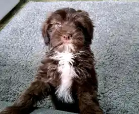 Csoki - Maltipoo eladó kiskutya