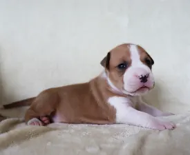 Holly Gral Of Silence Warrior - American Staffordshire Terrier Puppy for sale