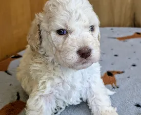 Ürömi Szarvasgombász Harley  - Lagotto Romagnolo eladó kiskutya