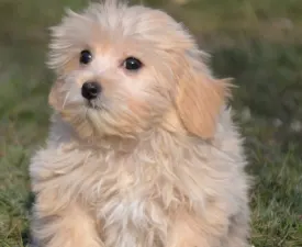 Milli - Maltipoo eladó kiskutya