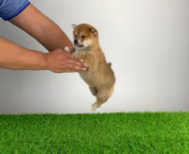 Luigi - Shiba Angebotener Welpe