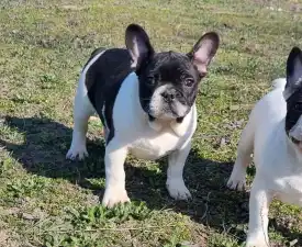 Imobile - Francia bulldog eladó kiskutya