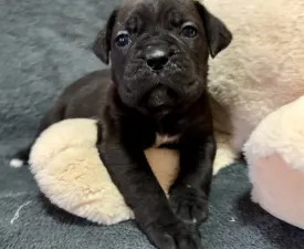 Sonja - Cane Corso Italiano Puppy for sale