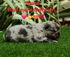 Grace - Francia bulldog eladó kiskutya
