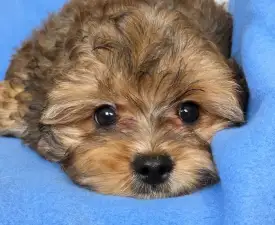 Rocket - Cavapoo Puppy for sale