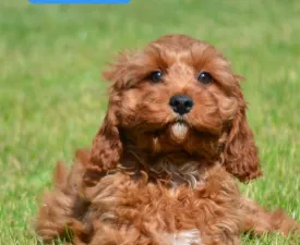 Luka - Cavapoo Puppy for sale