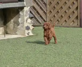 Bravados Denis - Poodle Miniature Puppy for sale